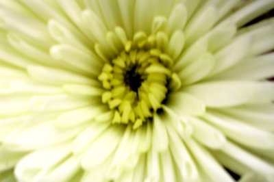 Birthday Flower by Sarah OToole